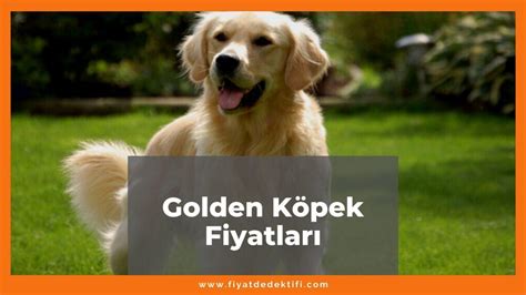 Golden köpek fiyatları eskişehir
